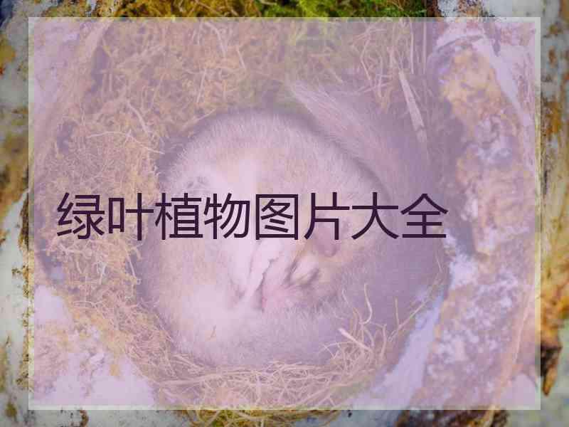 绿叶植物图片大全
