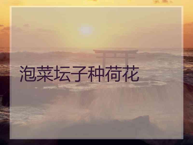 泡菜坛子种荷花