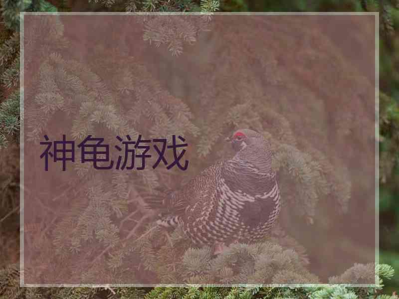 神龟游戏