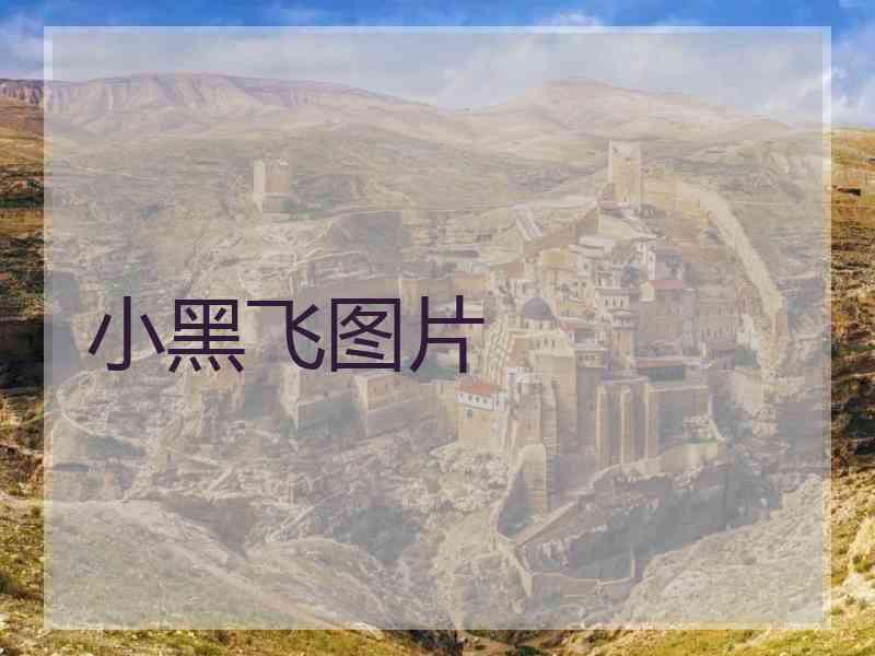 小黑飞图片