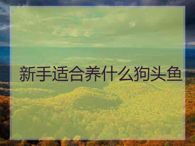新手适合养什么狗头鱼