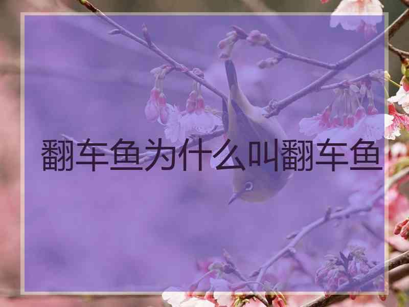 翻车鱼为什么叫翻车鱼