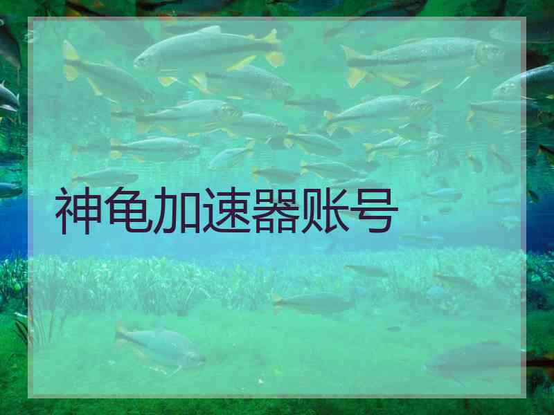 神龟加速器账号