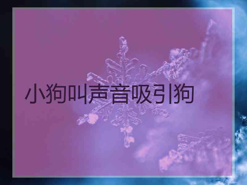 小狗叫声音吸引狗