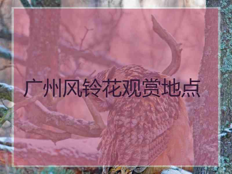 广州风铃花观赏地点