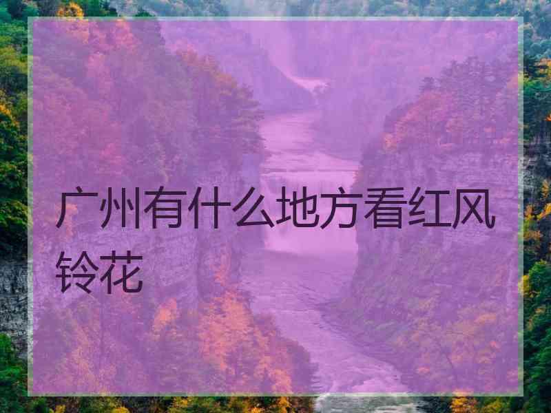 广州有什么地方看红风铃花