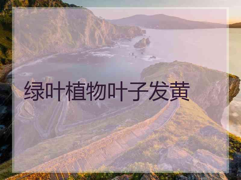 绿叶植物叶子发黄