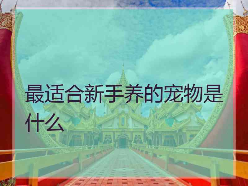 最适合新手养的宠物是什么
