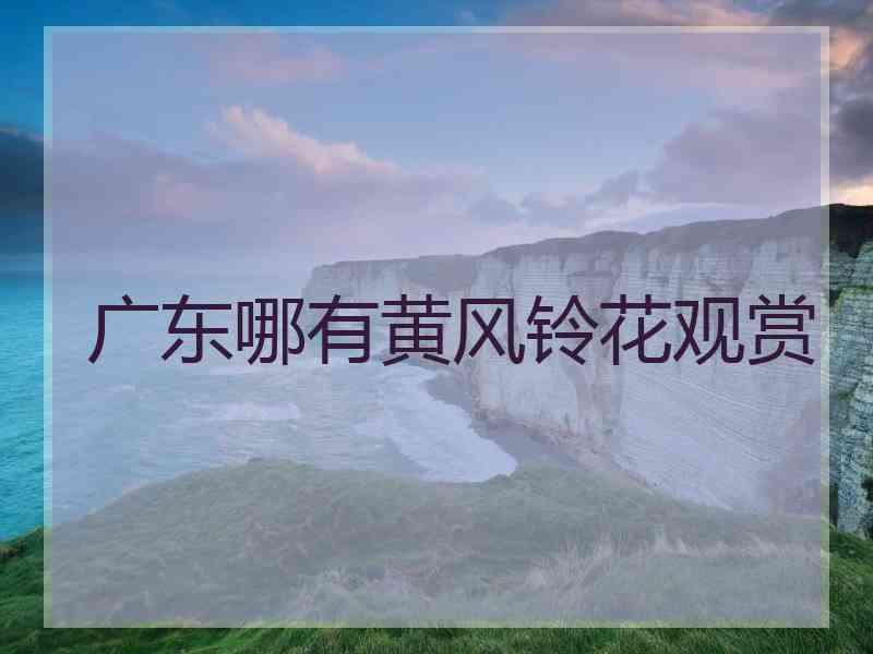 广东哪有黄风铃花观赏