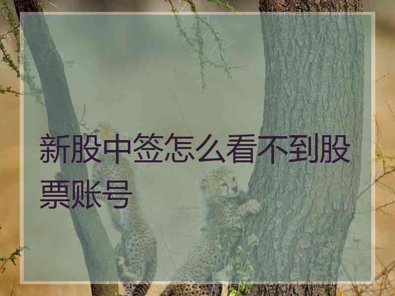 新股中签怎么看不到股票账号