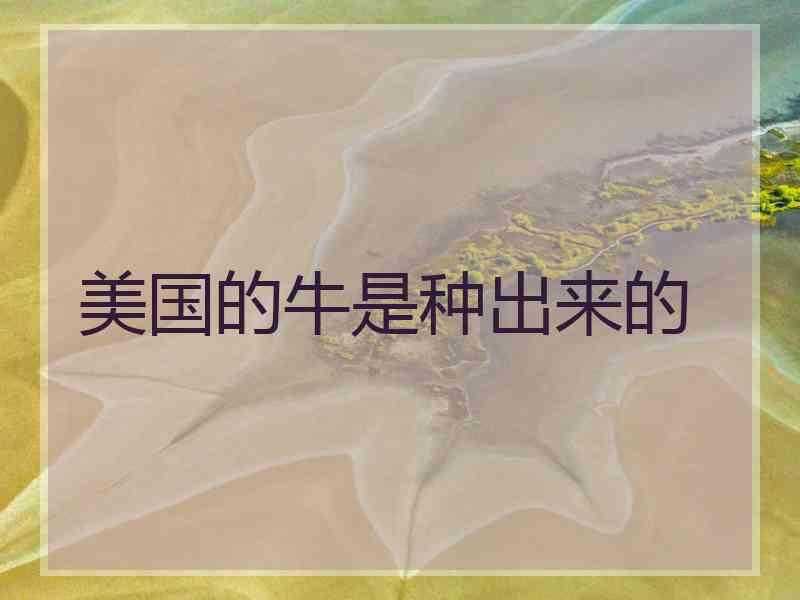 美国的牛是种出来的