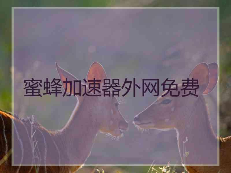 蜜蜂加速器外网免费