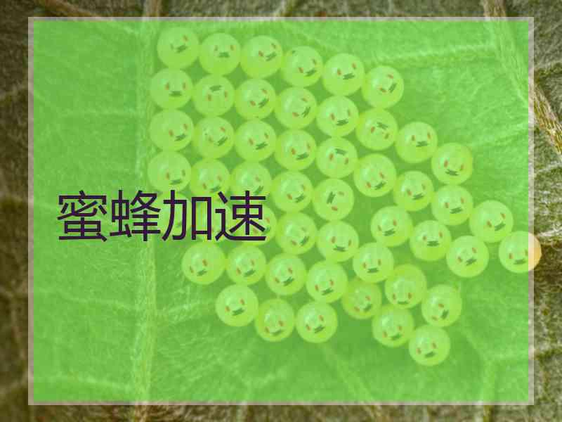 蜜蜂加速