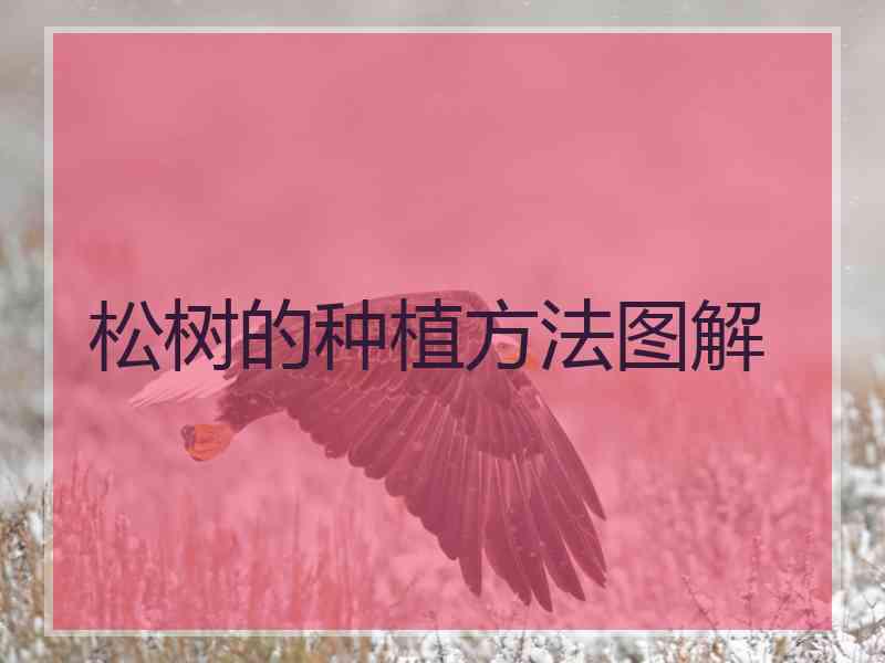 松树的种植方法图解