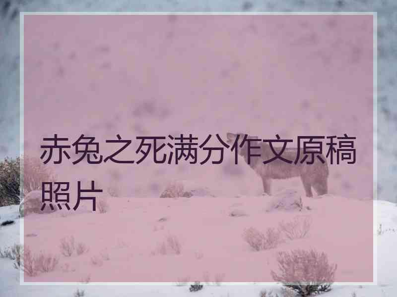 赤兔之死满分作文原稿照片