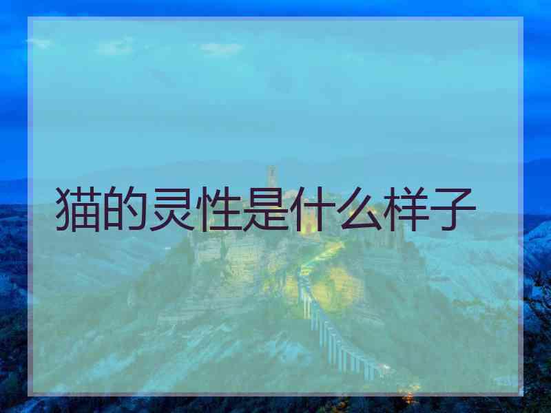 猫的灵性是什么样子