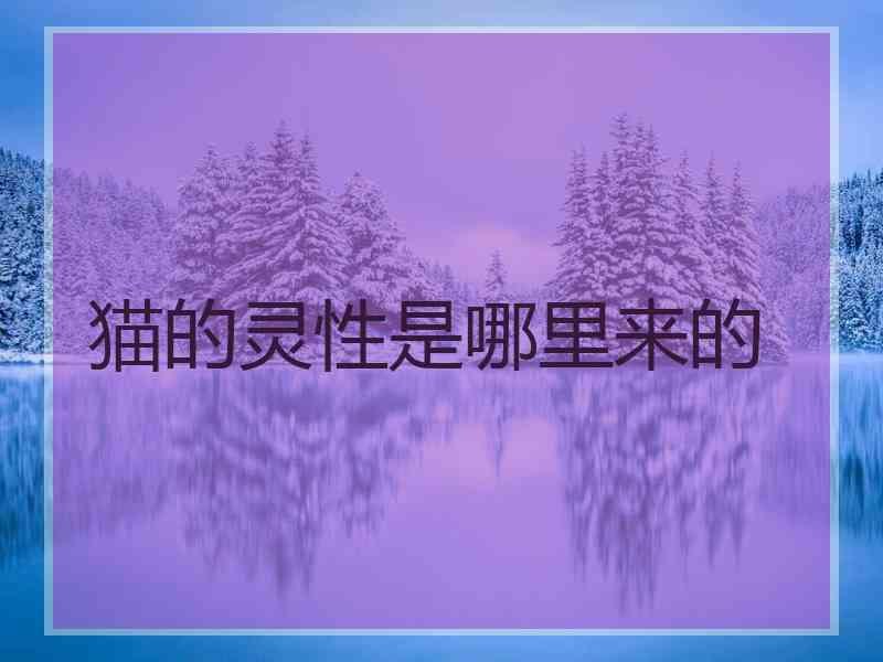 猫的灵性是哪里来的