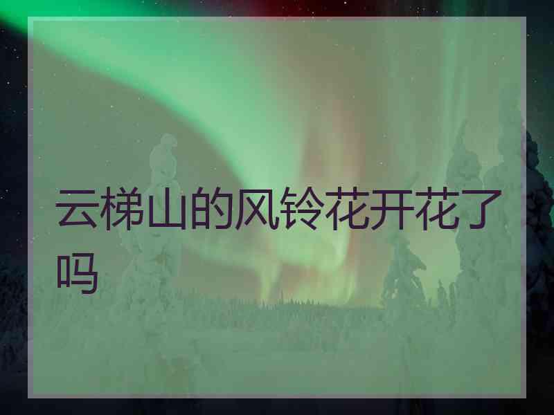 云梯山的风铃花开花了吗