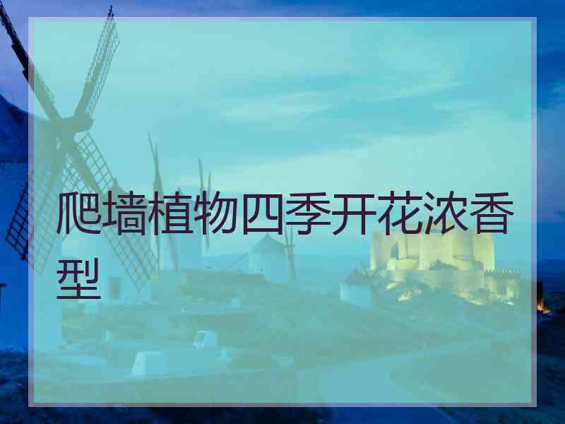 爬墙植物四季开花浓香型