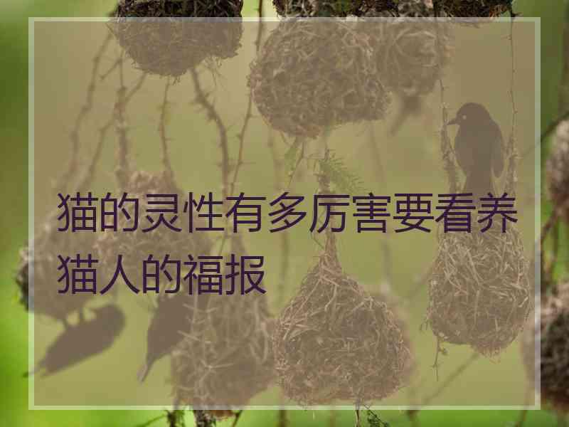 猫的灵性有多厉害要看养猫人的福报