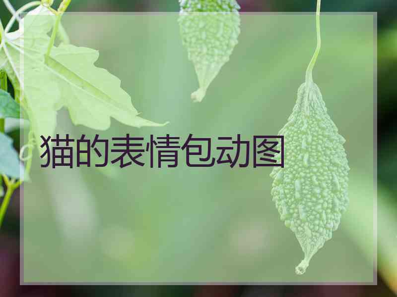 猫的表情包动图