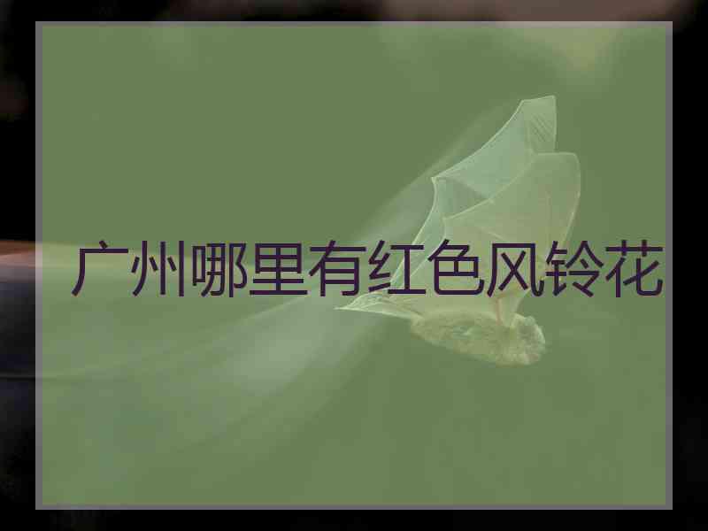 广州哪里有红色风铃花
