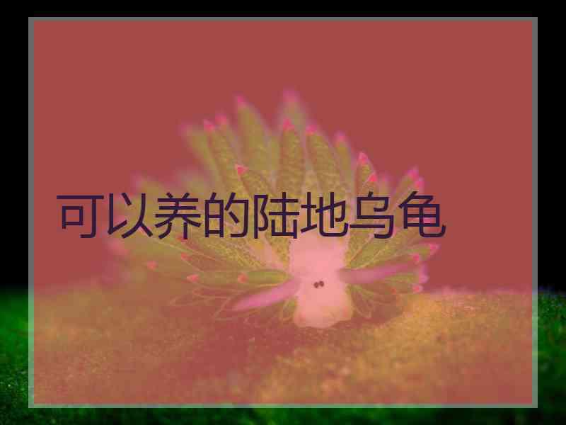 可以养的陆地乌龟