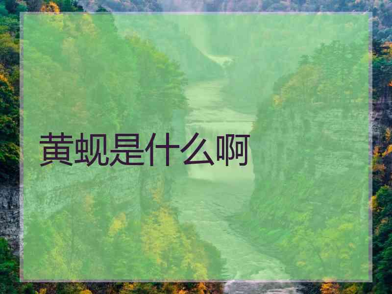 黄蚬是什么啊