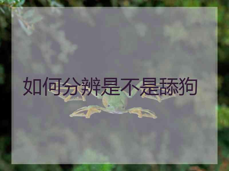 如何分辨是不是舔狗