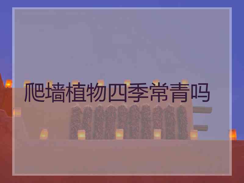 爬墙植物四季常青吗