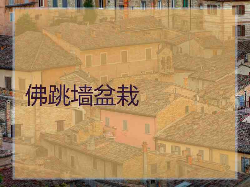 佛跳墙盆栽
