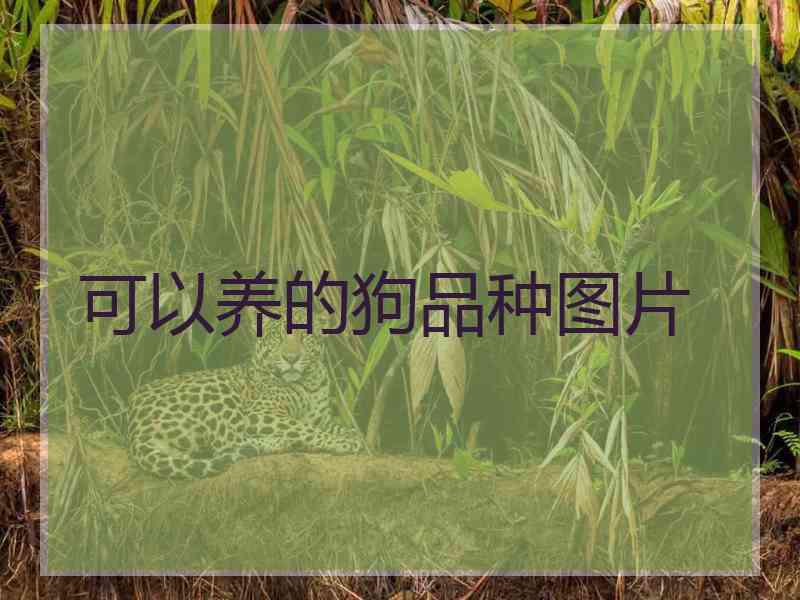 可以养的狗品种图片