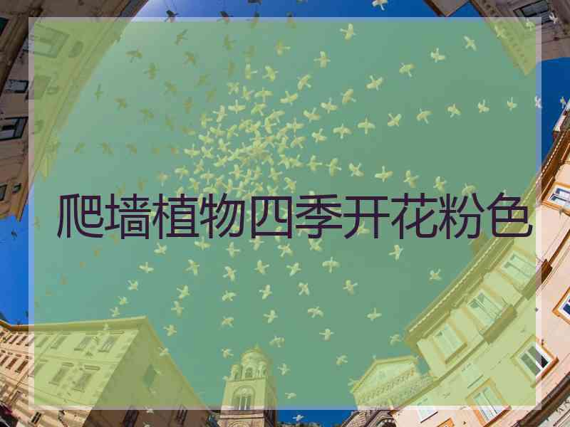 爬墙植物四季开花粉色