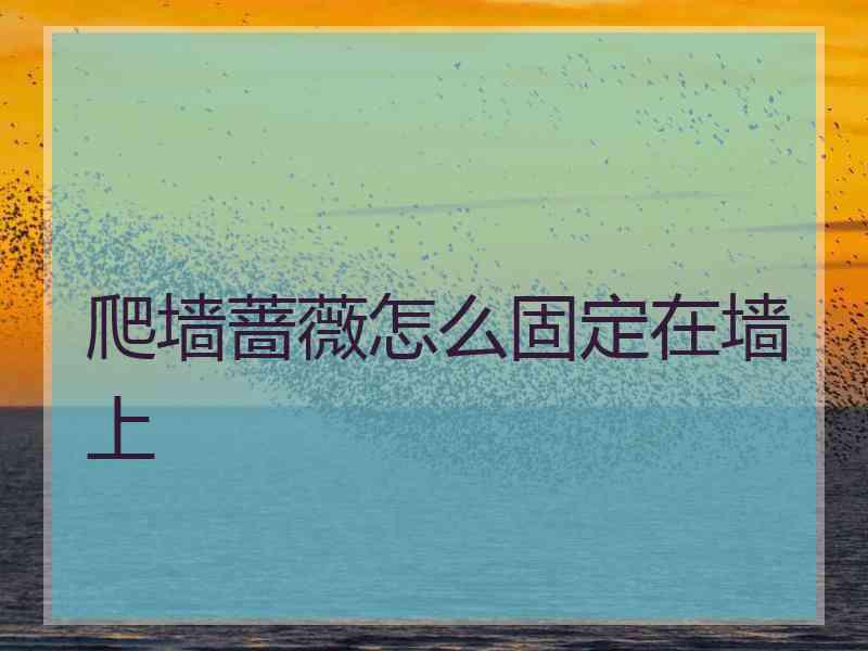 爬墙蔷薇怎么固定在墙上