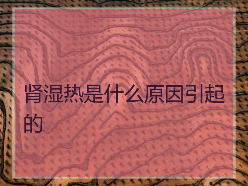 肾湿热是什么原因引起的