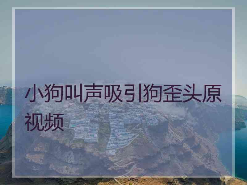 小狗叫声吸引狗歪头原视频