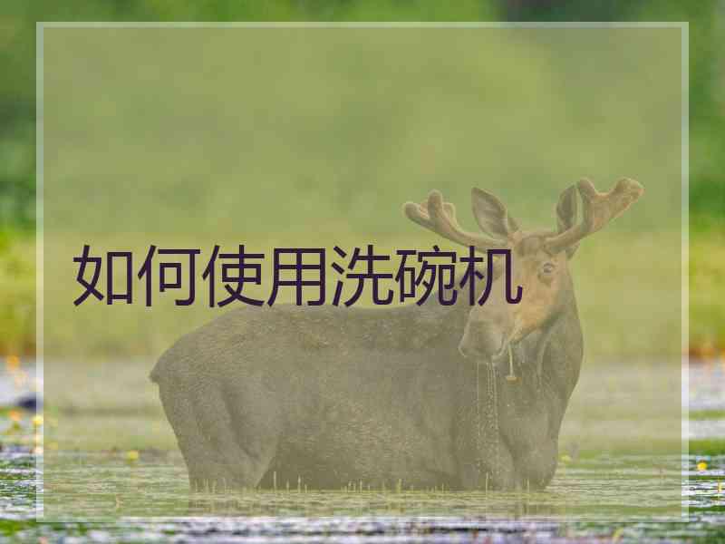 如何使用洗碗机