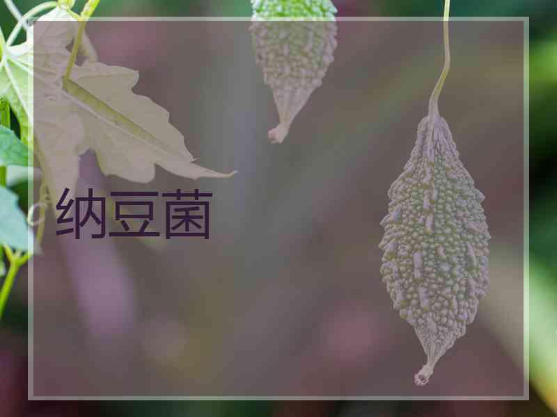 纳豆菌