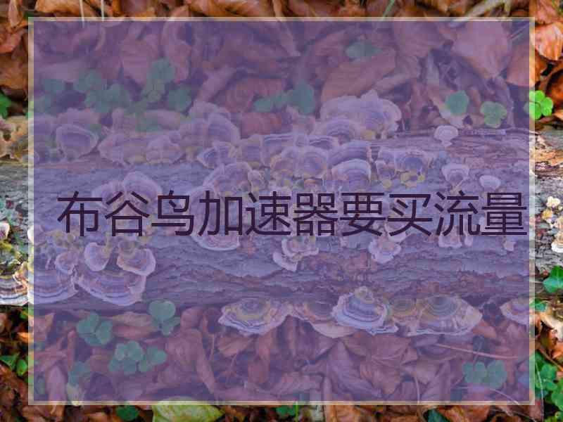 布谷鸟加速器要买流量
