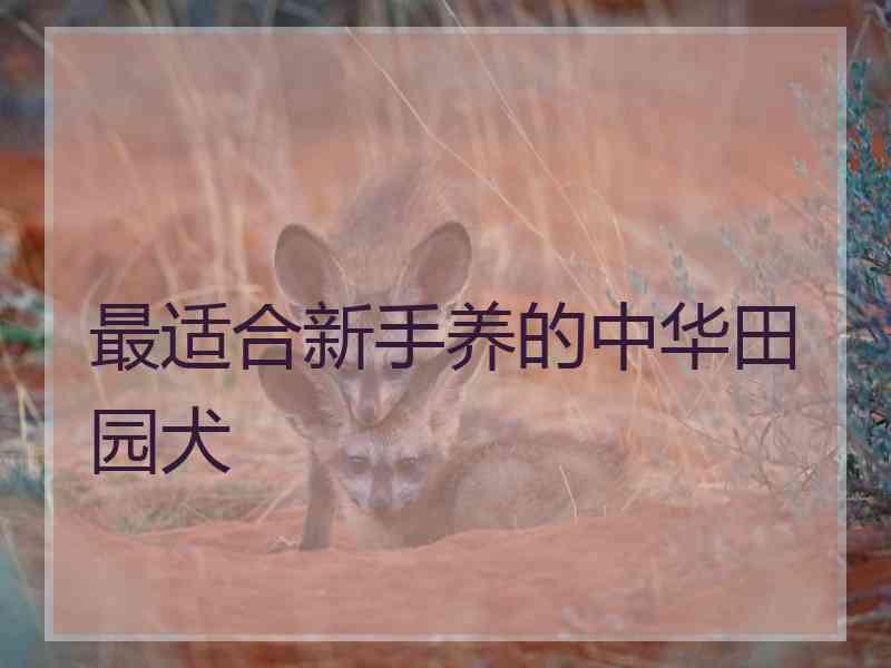 最适合新手养的中华田园犬