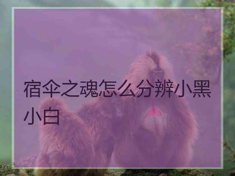 宿伞之魂怎么分辨小黑小白